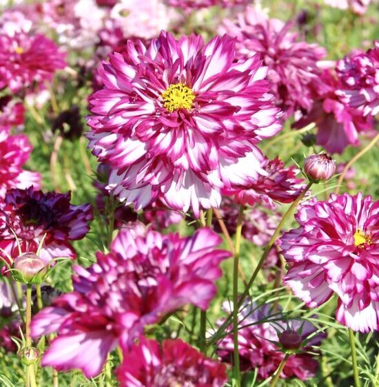 Kosmeja “Double Click Violet”
